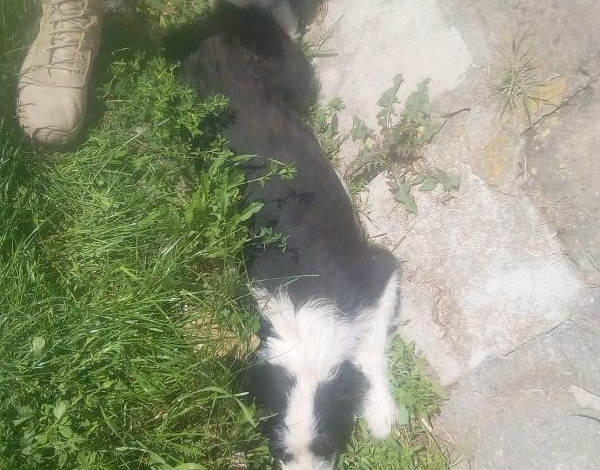 BRAȘOV. Anchetă la Cincu, după ce un cățel a fost omorât de un militar 1 catel_4.jpg