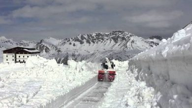 gavia.jpg
