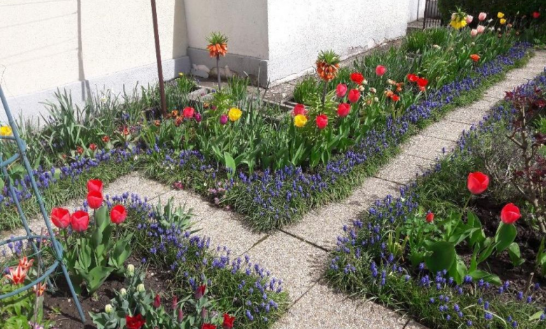BRAȘOV. În curând vom afla care sunt cele mai frumoase grădini din oraș 1 gradina_3.jpg