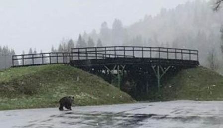 NINGE la Predeal!!! „Oaspete” la Complexul Sportiv de pe Valea Râşnoavei... 1 hancu.jpg