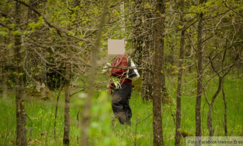 BRAŞOV. Rezervaţia Naturală Poiana Narciselor, călcată de hoţi şi turme de oi 1 poiana narciselor 3_266845.jpg