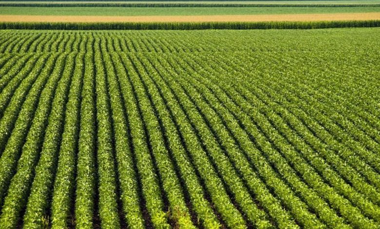 Braşov. Seminar dedicat tehnologiilor de valorificare a biomasei vegetale, organizat la Camera de Comerţ şi Industrie 1 biomasa.jpg