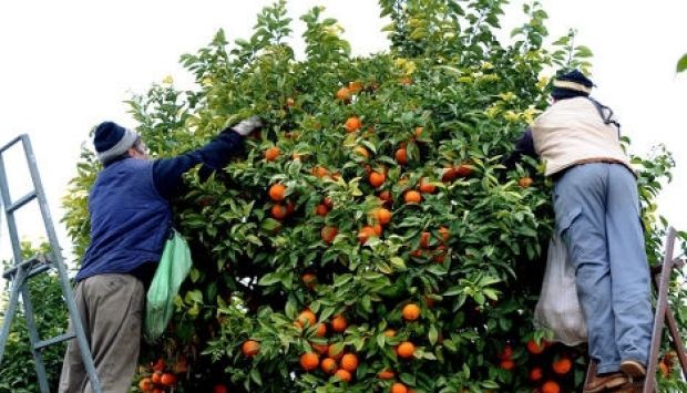 Vâlcean condamnat de Tribunalul BRAŞOV, după ce a jecmănit persoane pe care le-a dus la cules de portocale, în Grecia 1 portocale.jpg