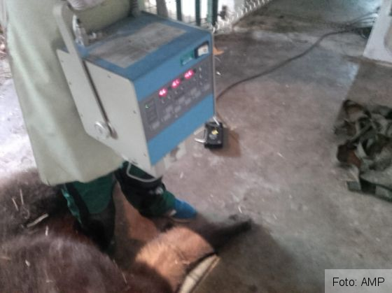 BRAȘOV. Ursoaica lovită de mașină pe DN 1 a trecut printr-o nouă intervenție medicală 1 IMG-20190704-WA0015_269536.jpg
