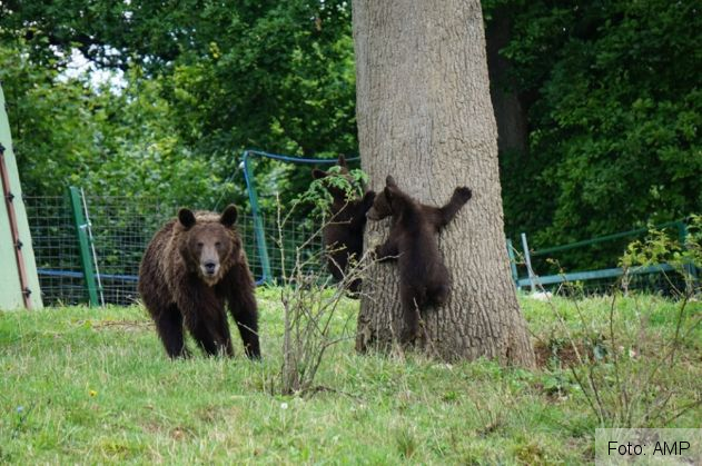 BRAȘOV. Cum poți ajuta, fără să te coste nimic, animale salvate de AMP 1 ursi_270140.jpg