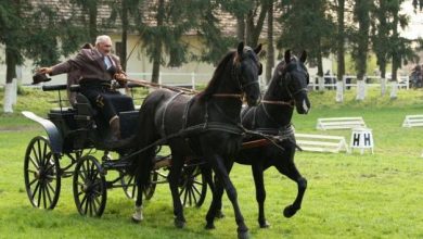 cai-herghelie-sambata.jpg
