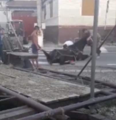 BRAȘOV. Cal căzut pe stradă, posibil din cauza maltratării. Update: Polițiștii s-au autosesizat (FOTO și VIDEO) 1 cal cazut 2_271413.png