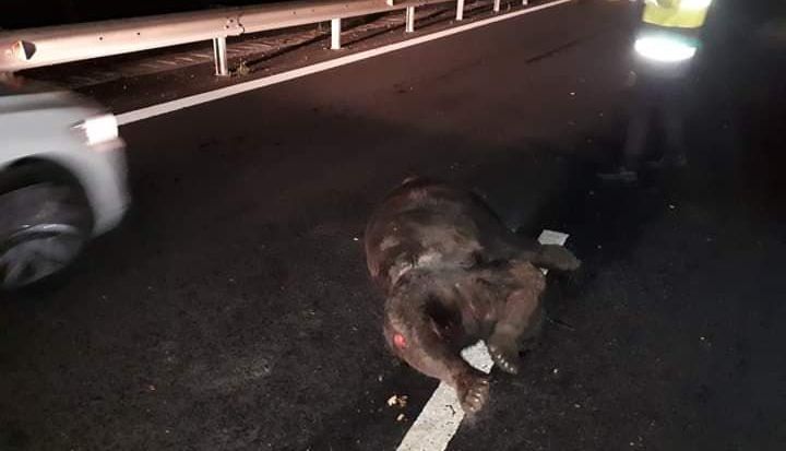 Urs UCIS pe autostrada A1. Update FOTO 1 urs_19.jpg