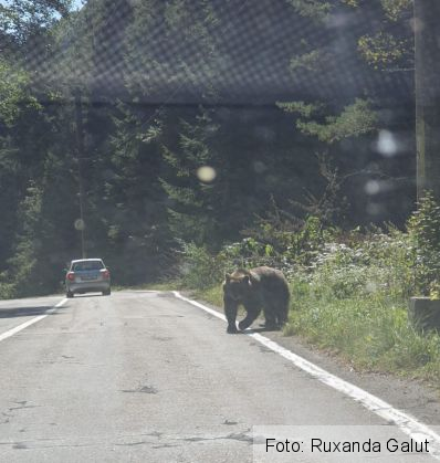 Urs pe șosea, pe DN 7C - Transfăgărășan! „Luați măsuri de autoprotecție" (FOTO) 1 IMG-20190922-WA0012_272768.jpg