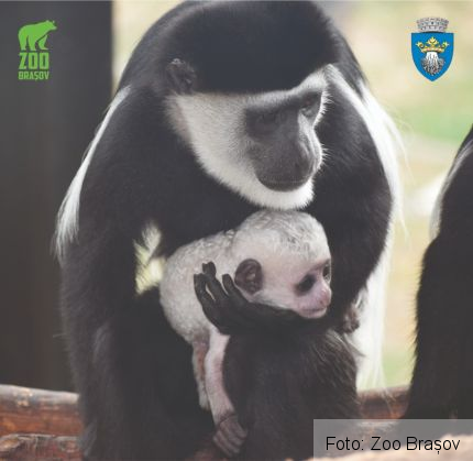 BRAȘOV. Noi locatari simpatici, la Grădina Zoologică 1 colombus_272893.jpg
