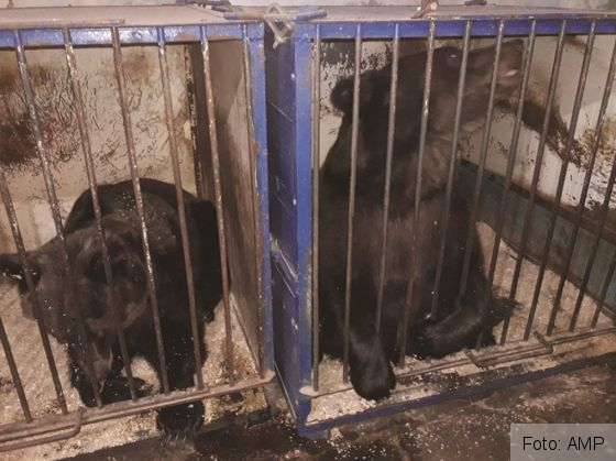 BRAŞOV. Două ursoaice folosite şi chinuite la circ, în Ucraina, vor ajunge în Sanctuarul „Libearty” de la Zărneşti (FOTO) 1 ursoaice 2_272896.jpg