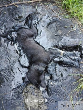 BRAŞOV. O căţeluşă salvată din smoală, viaţă de vis în... Köln (Galerie FOTO) 1 catelusa salvata_274261.jpg