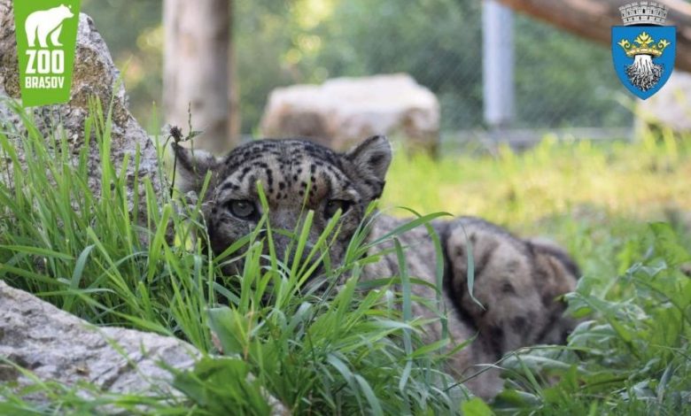 BRAȘOV. Petrecere mare de ziua Leopardului Zăpezilor 1 leopard.jpg