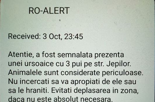 BRAȘOV. Ursoaică cu trei pui, „cină” la containere 1 ro-alert-ursi.jpg