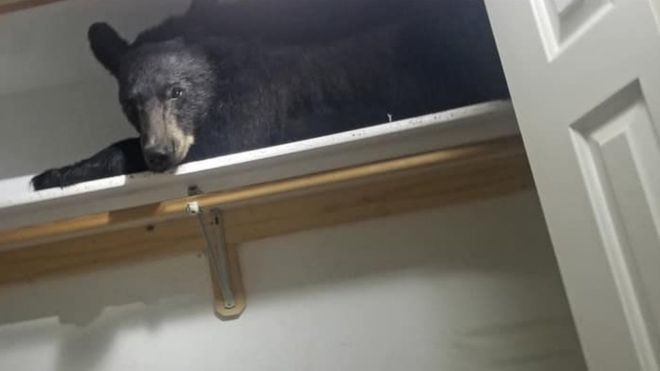 BRAȘOV. Urs ÎN bloc la Făgăraș! 1 urs_14.jpg