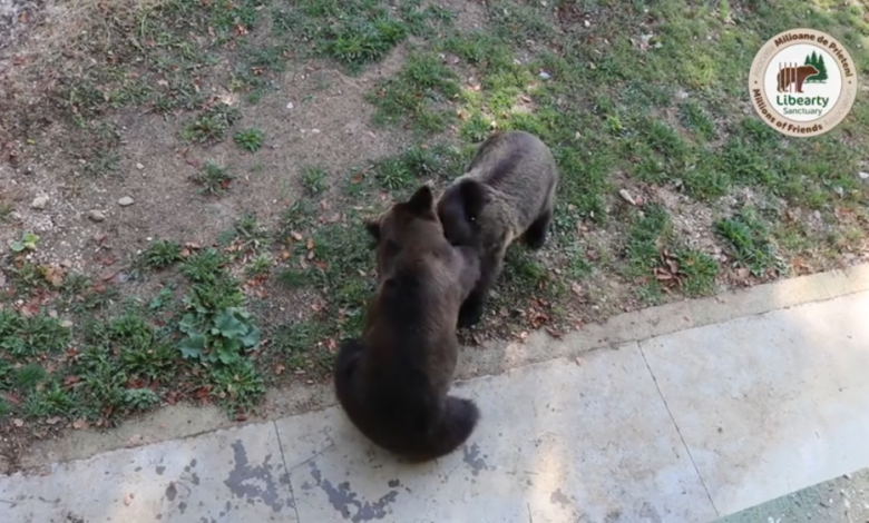 BRAȘOV. Urșii chinuiți la un circ din Ucraina au oferit un moment EMOȚIONANT la sanctuarul din Zărnești. VIDEO 1 ursi_3.png