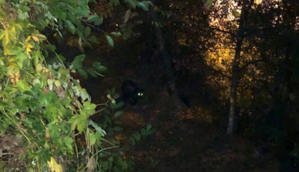 Update BRAȘOV. Jandarmii încearcă să alunge un urs de pe străzi (FOTO) 1 ursul.jpeg