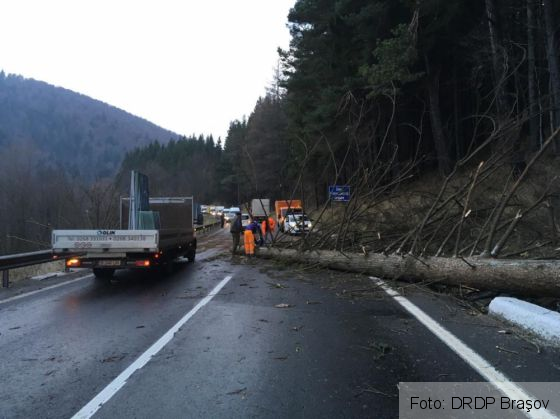 BRAŞOV. ULTIMA ORĂ. Copaci căzuţi în Predeal, unul peste o ţeavă de gaze! Update: Bannere rupte de vânt, lângă Ghimbav(FOTO) 1 WhatsApp Image 2019-11-13 at 16.59.30 (1)_274998.jpeg