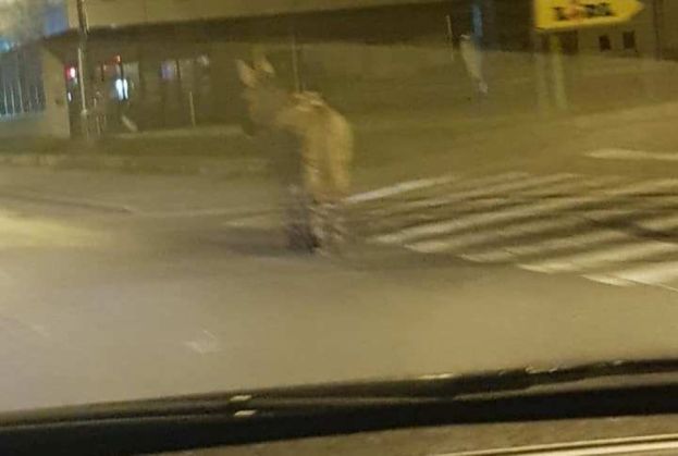 BRAȘOV. A pierdut cineva un măgar? 1 magar_275269.jpg