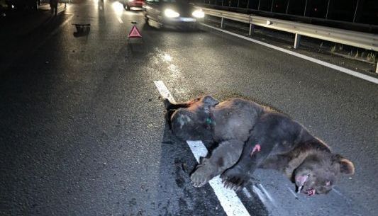Urs pe autostradă! 1 urs.jpeg