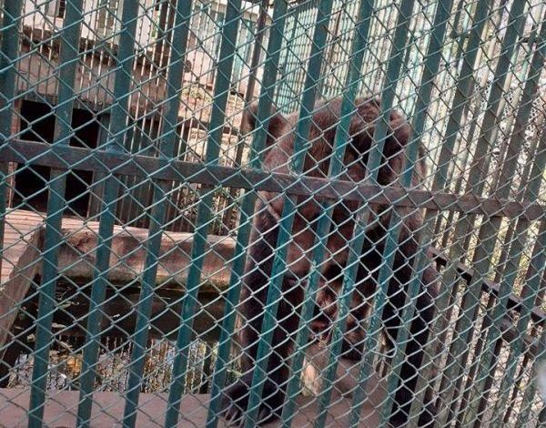 BRAŞOV. O ursoaică ce a stat toată viaţa între gratii va fi adusă la Sanctuarul de la Zărneşti 1 ursoaica_2.jpg