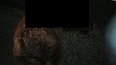 ursoaicadn1.jpg