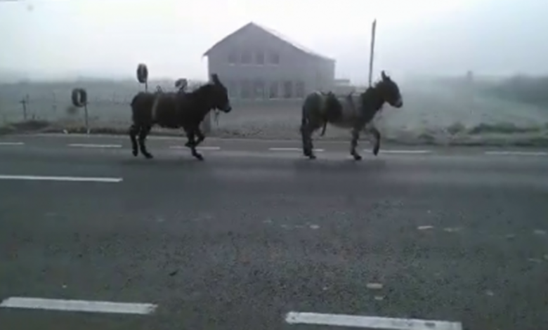 Judeţul BRAŞOV. Doi măgari, loviţi de un autobuz cu pasageri 1 magari.png