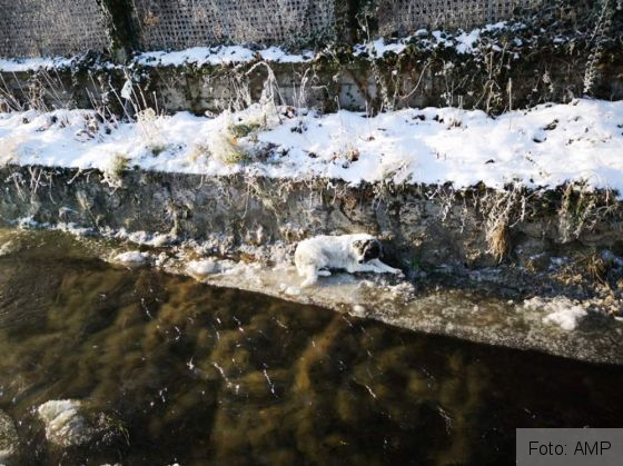 BRAȘOV. Câine salvat din Canalul Timiș (FOTO) 1 FB_IMG_1579201892966_277117.jpg