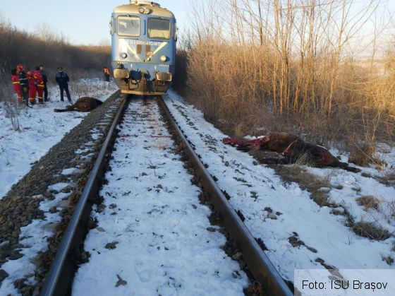 BRAȘOV. Cai loviți mortal de un tren de călători, în această dimineață... Update: Întârzieri în urma accidentului (FOTO) 1 IMG-20200124-WA0005_277384.jpg