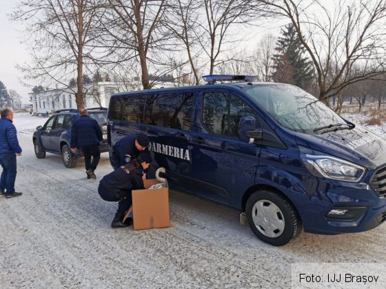 BRAȘOV. Lebădă surprinsă de ger în România, salvată cu ajutorul jandarmilor (Galerie FOTO) 1 WhatsApp Image 2020-01-10 at 13.25.09_276875.jpeg