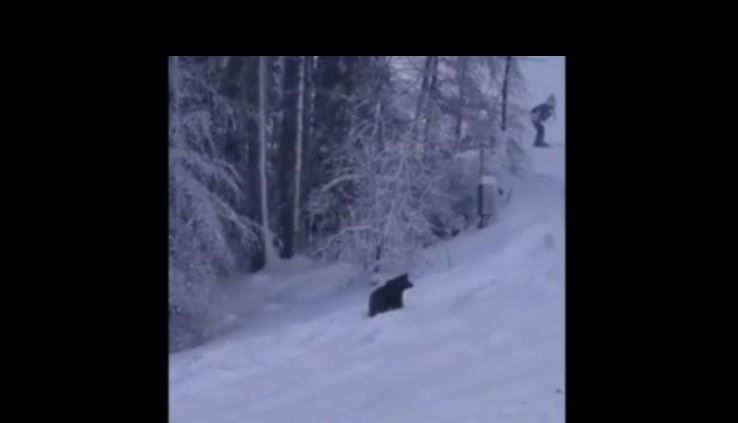 BRAȘOV. Ce s-a întâmplat cu ursulețul de pe pârtia Clăbucet (VIDEO) 1 ursuletpartie.jpg
