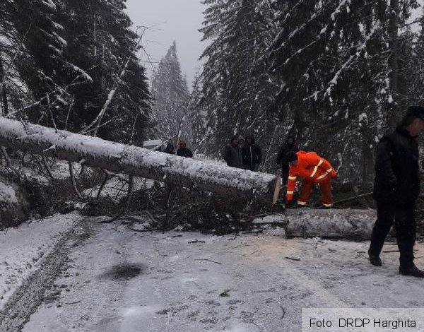 La Braşov, 30 de tone de sare împrăştiate pe şosele / Probleme în multe zone, din cauza copacilor căzuți / Nu porniţi la drum! 1 whatsappimage2020-02-05at18-13-30.jpeg