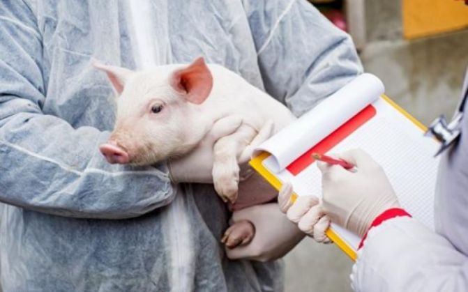 BRAȘOVUL are încă activ un focar de pestă porcină africană și peste 10 cazuri la mistreți 1 646x404_278544.jpg
