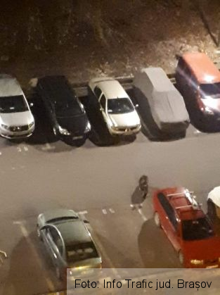 BRAȘOV. Urs fotografiat printre mașini, azi-noapte 1 FB_IMG_1584685969250_279024.jpg