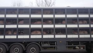 transportporci.jpg