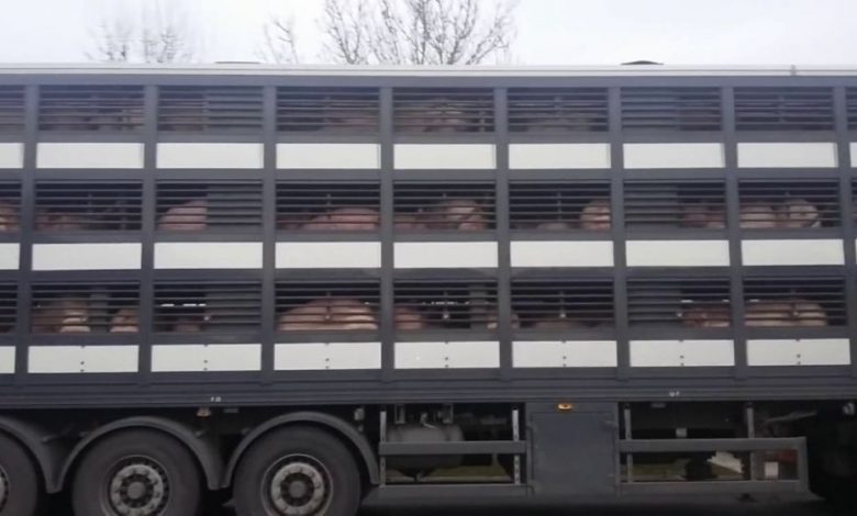 Și la BRAȘOV... Inspectorii sanitar-veterinari, controale în trafic! 1 transportporci.jpg