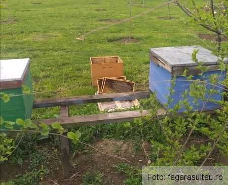 BRAȘOV. Stupi distruși de urs, în Copăcel / Vânătorii din Țara Făgărașului așteaptă „OK-ul” să împuște 27 de exemplare 1 stupi.jpg
