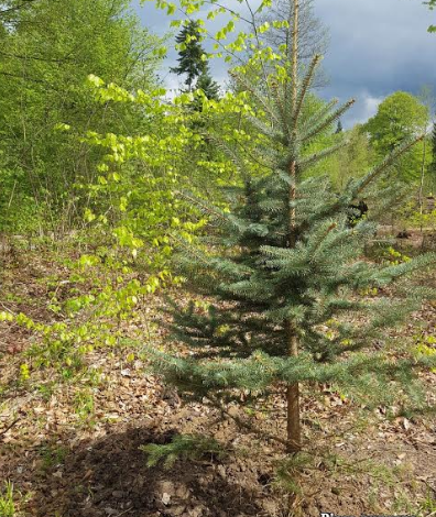 Bradul de Caucaz, chiparosul de baltă sau molidul argintiu, printre primele specii de arbori plantați în Parcul Dendrologic Brașov 1 padure.png