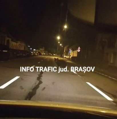 BRAȘOV. Urs pe șosea, pe str. De Mijloc! (FOTO) 1 20200614_125730_281100.jpg