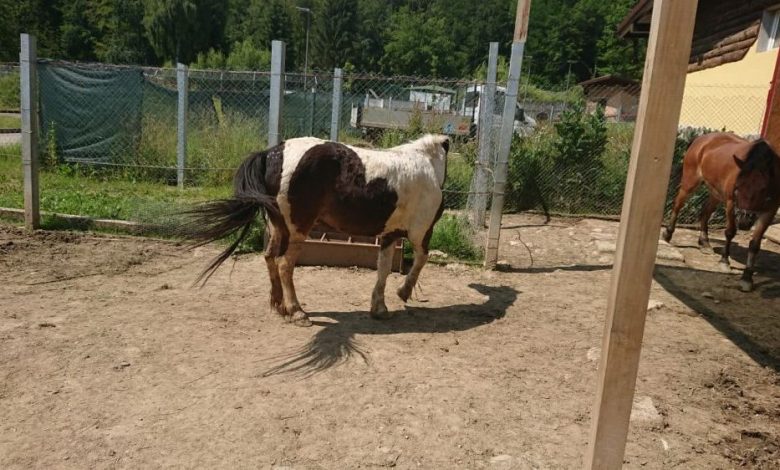 BRAȘOV. Caii și poneii de la Zoo, folosiți pentru hipoterapia persoanelor cu autism 1 cai-ponei5.jpeg