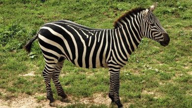 zebra_5.jpg