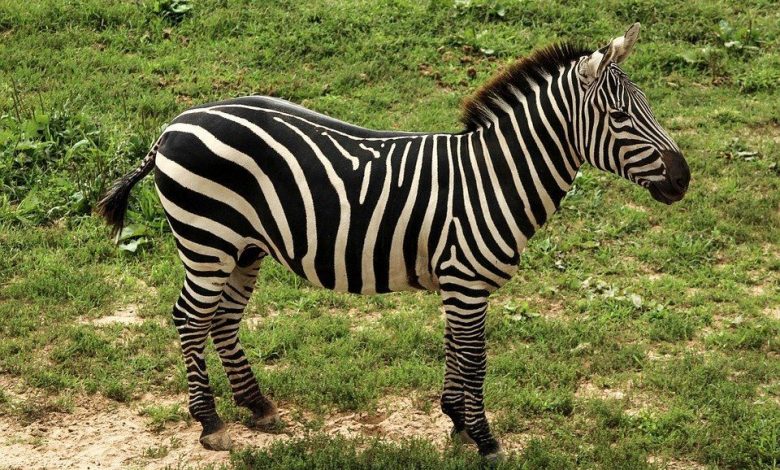 BRAȘOV. Prima zebră la Zoo. Și ea va sta în carantină 1 zebra_5.jpg