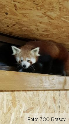 Grădina Zoologică Brașov, prima din țară cu o pereche de panda roșu / A devenit „casă nouă” și pentru o zebră (FOTO) 1 IMG-20200727-WA0013_282126.jpg