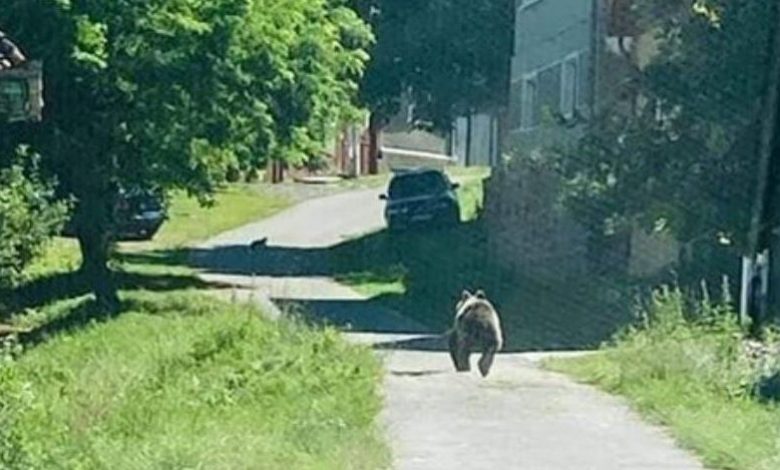 BRAȘOV. Pericol! Urși pe uliță, ziua-n amiaza mare 1 ursuk-augustin.jpg