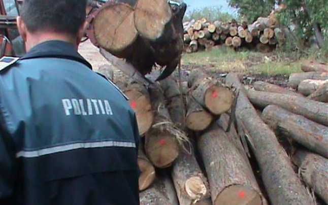 Peste 1.000 de dosare penale pentru tăieri ilegale de păduri. BRAȘOVUL, pe primul loc 1 taieri-ilegale.jpg