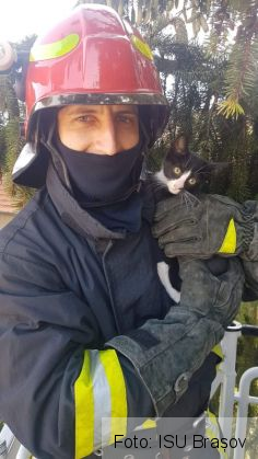 BRAȘOV. Pisicuță salvată după două zile de stat într-un brad (FOTO) 1 FB_IMG_1600506552238_283292.jpg