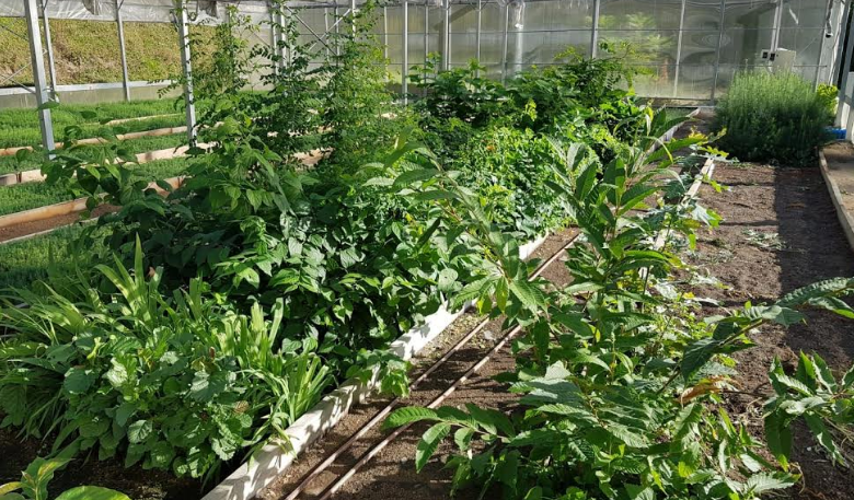 Regia Pădurilor Kronstadt pornește o nouă campanie de plantări în Parcul Dendrologic - Grădină Botanică 1 padure1_2.png