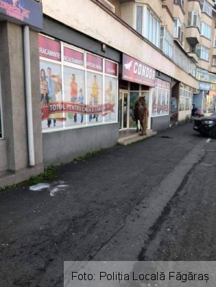 BRAȘOV. Cai ajunși în Făgăraș, după atacul unui urs (FOTO) 1 FB_IMG_1604763693293_284337.jpg