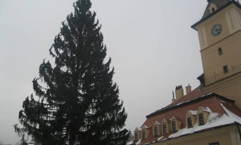 BRAȘOV. Fake news deocheat despre bradul de Crăciun 1 img-6248.jpg