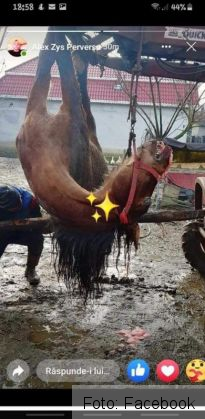 Cercetări demarate la Brașov, pe linia protecției animalelor, după fotografii postate pe internet 1 FB_IMG_1609244767366_285394.jpg